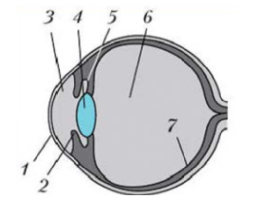 Строение глаза